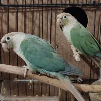 جفت گرینچیک سخنگو سرحال و کشیده