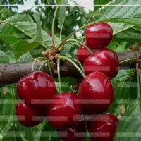 آلبالو پیوندی و سنتی