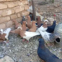 کفتر طوقی دم سفید|پرنده|شیراز, قلات|دیوار