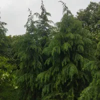 گل و گیاه،سدروس زمینی ۴متر به بالا