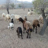 میش وبره