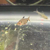 تترا،گوپی،مولی|ماهی|دوگنبدان, |دیوار