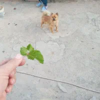 کوچوک سگ