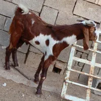 گوسفند ماده وبز نر|حیوانات مزرعه|چمران, |دیوار