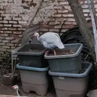 مرغ روسی(شاخدار)|حیوانات مزرعه|لاهیجان, خمیر کلایه|دیوار