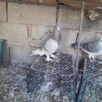 کفتر رنگی|پرنده|امیدیه, |دیوار