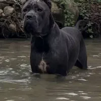 کنکورسو نراصیل|سگ|بابل, |دیوار