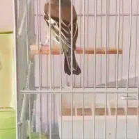 سهره کهنه قفس قواره استثنا