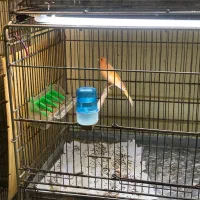 ماده آماده آماده و نر مست|پرنده|گرگان, |دیوار