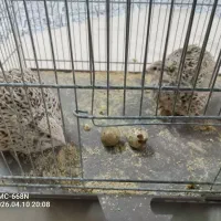 بلدرچین تخم گذار