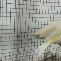 قناری ماده|پرنده|مبارکه, |دیوار