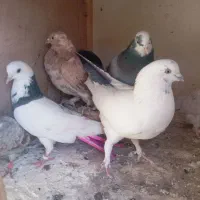 سرور ابلغ معاوضه|پرنده|قم, زنبیل آباد|دیوار