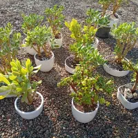 بنسای  کادویی