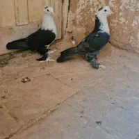 کبوتر کربلایی|پرنده|زارچ, |دیوار