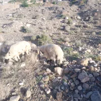 بره نر