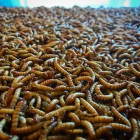 میلورم زنده/ میلورم خشک