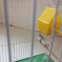 جفت فنچ|پرنده|تهران, منیریه|دیوار