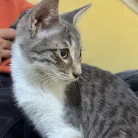 گربه ۳ ماهه و یکساله|گربه|گرگان, |دیوار