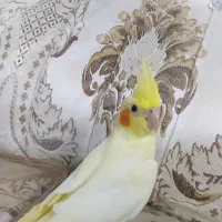 طوطی عروس هلندی لوتینو خوشگل