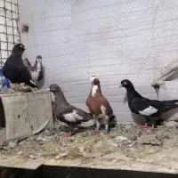 کبوتر