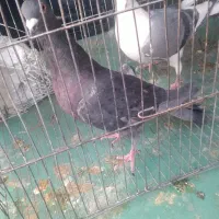 دوکت پلاکی و زرهی شکار|پرنده|لنجان, |دیوار