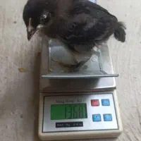 جوجه گلپایگانی ۲۰ روزه اصلاح نژاد تخمگذار