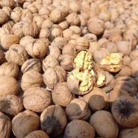 گردو خشک پوست کاغذی مغزسفیدخوش طعم