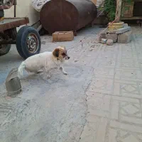 سگ زیبا و باهوش|سگ|شیراز, جرسقان|دیوار