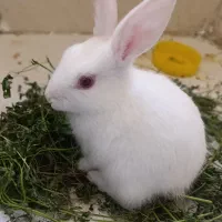 خرگوش چشم شرابی