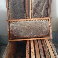 سلام نگهبان زنبورستان به صورت شبانه روزی