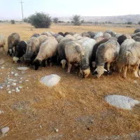 ۴۶راس شیشک میش ترکی بختیاری دونه چین