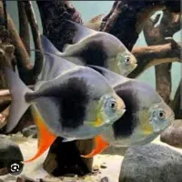 دالر بلک‌بری وبلک بار