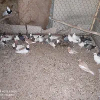 کبوتر سینه و یهودی و طوقی و  سفید دو سیاه و کوهی|پرنده|خنج, |دیوار