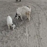 تیبز|حیوانات مزرعه|خزل, |دیوار