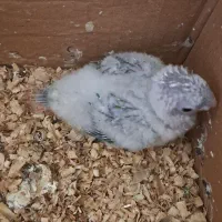 جوجه گرینچیک مهربون و تپل و جوجه کوتوله خوشگل