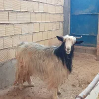 بز شهرکردی بختیاری