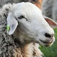 گوسفند زنده نرینه شیشلیک کارم میش ماده جوان