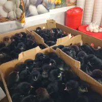 فروش جوجه یک روزه بلک استار