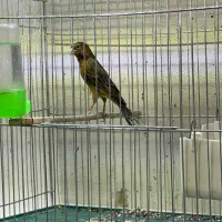 ماده قناری|پرنده|کرمان, |دیوار