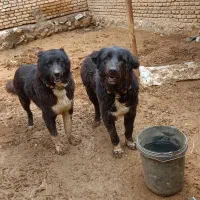 فروش یه لاس با یه توله یک ساله نر