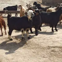 بز داشتی