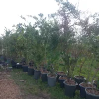 یاس هلندی|خدمات باغبانی و درختکاری|آستانه اشرفیه, |دیوار