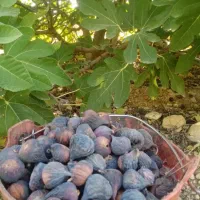 انجیر خشک تازه و تمیز کاملا ارگانیک|خوردنی و آشامیدنی|شیراز, ارم|دیوار