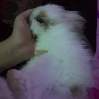 خرگوش لپ هلندی بالغ