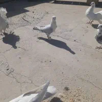 کبوتر تهرونی و دم چتری .گل پنبه‌ای|پرنده|اصفهان, دارک|دیوار