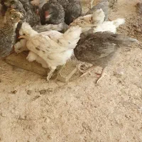 جوجه مرغ کاکلی