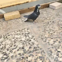 کبوتر معاوضه باپرنده زینتی