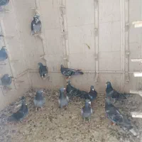 کبوتر. کفتر. پرنذه|پرنده|شیراز, گویم|دیوار