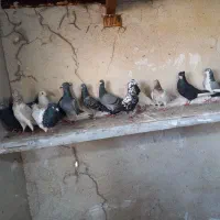 کفتر پرشی قلدور