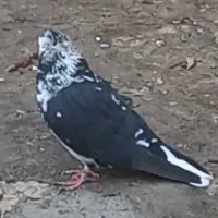 یک عدد کبوتر ماده گمشده|حیوانات|بانه, |دیوار